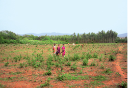 Orissa tribals struggle to regain cashew rights   