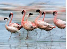 Proposed Tata plant in Tanzania threat to flamingo habitat