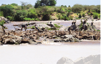Thousands of wildebeest drown in Kenya`s Mara river  