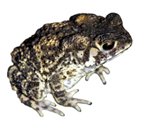 Compound in toad skin could cure liver cancer  