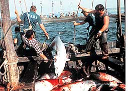 EU tightens rule to protect tuna  