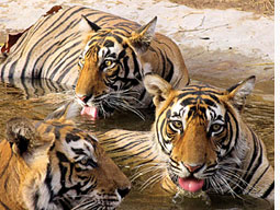 Tiger cubs missing in Ranthambore  