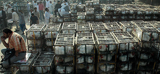 Poultry trade down with bird flu  