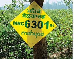 MAHYCO refuses to share safety data on GM crops  