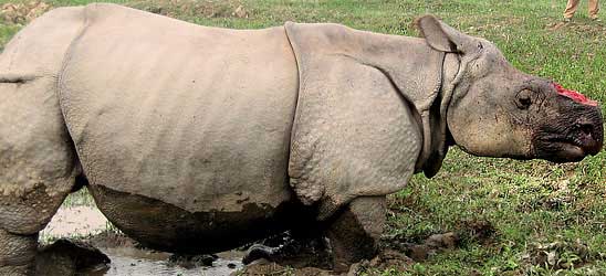Poaching led to record rhino deaths in Kaziranga  