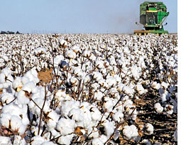 GM cotton less profitable than non GM variety  