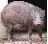 Rare pygmy hogs released into wild  
