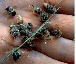 Nicotine-based pesticides kill bees
