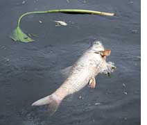 Fishy deaths