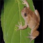Toad radiation reveals into-India dispersal as a source of endemism in the Western Ghats