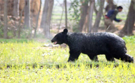 Asiatic black bear: human conflicts around Dachigam National Park, Kashmir