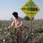 Who benefits from GM crops?