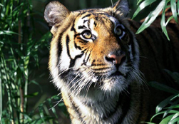 Hua Hin Declaration on Tiger Conservation