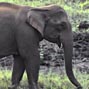 Effect of habitat fragmentation on Asian elephant ecology and behaviour patterns in a conflict-prone plantation