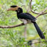 Hornbills and endemic birds: a conservation status survey across the Western Ghats, India