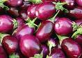 The development and regulation of Bt Brinjal in India