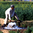 Irrigation management transfer in India: the processes and constraints