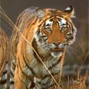 Monitoring system for tigers  Intensive protection & ecological status