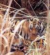 Report on impact of tourism on tigers and other wildlife in Corbett Tiger Reserve