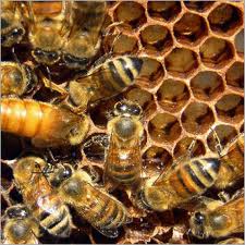 Global honey bee colony disorders and other threats to insect pollinators