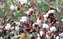 Socio-economic and farm level impact of Bt cotton in India, 2002 to 2010