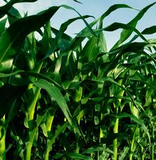 Ethanol blending policy in India: demand and supply issues