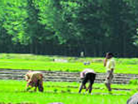 Irrigation efficiency of Punjab, Haryana low