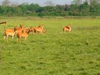 Kaziranga’s wildlife population has increased