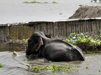 Animals flee flooded Kaziranga park