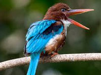 Kingfishers ‘shifting’ to concrete jungle to survive