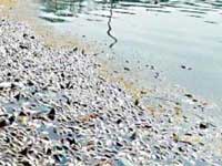 30,000 dead fish floating in polluted Hyd lake