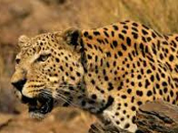 Study in progress to gather data on leopard population