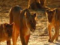Gujarat soughts Centre’s nod for Rs 150-crore lion conservation plan