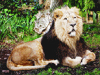 Lion census 2015: Rich mix of courtiers to count king