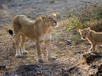Kuno sanctuary can support 40 lions, says expert report