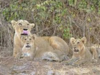 After Sasan, second lion safari coming up at Girnar