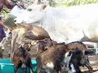 Livestock scheme improved status of farmers: study
