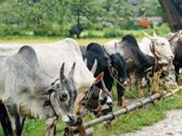 Study: Contribution of India's livestock to methane emissions is only 10.63%