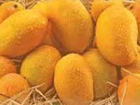Carbide-free mangoes, litchis a hit among Patnaites