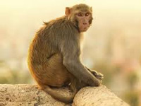 HC seeks ICMR help to control monkey menace in Capital