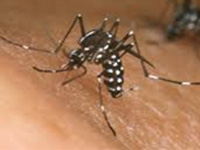 13K bldgs, malls fined over mosquito menace