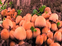 Nine new species of wild mushrooms discovered in India