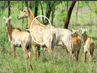 Five states seek green ministry's nod to cull certain wild animals