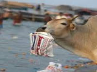 Non-implementation of plastic waste rules chokes cows to torturous death in India