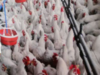 Poultry farm checks after Newcastle alarm