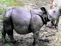 Rhino numbers rise in West Bengal
