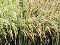 CSIR labs to come up with new rice variety, anti-malaria drug