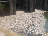शेरखी प्लांट में असंख्य मछलियों की मौत, लाखों ने पीया दूषित पानी