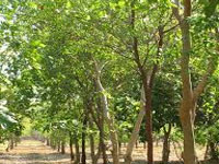 1.10 lakh sandalwood saplings to be planted in Vellore district