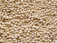 ICAR developing new non-GM soybean genotypes high in oleic acid